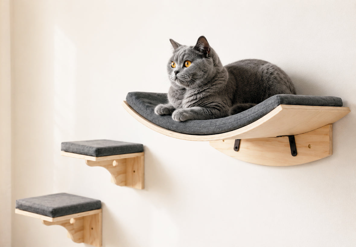 Chat gris Miorra dans un intérieur lumineux et apaisant