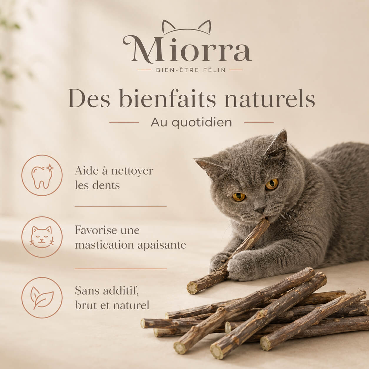 Bienfaits naturels des sticks matatabi Miorra : aide à nettoyer les dents, mastication apaisante, sans additif